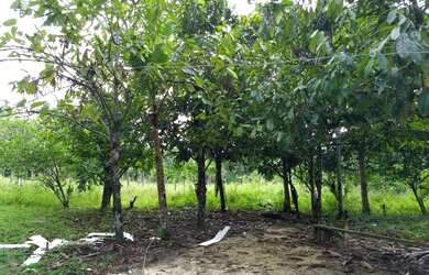 Imagem 12: Fazenda com 90 hectares na vila Equador/RR, ler descrição do anuncio