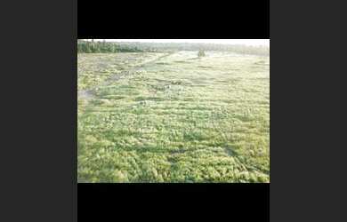 Imagem 6: Fazenda 160 alqueires pra gado na região de Paragominas-PA por R$70 mil...