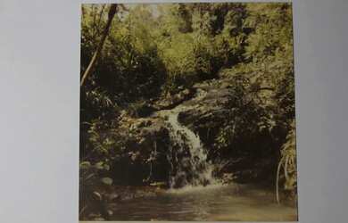 Imagem: VENDE-SE BOSQUE PARA APAIXONADOS PELA NATUREZA REGIÃO PARQUE