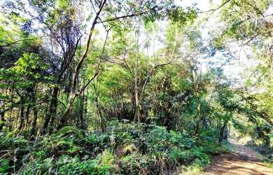 Imagem 5: Sítio / Chácara para Venda em Nova Petrópolis, Linha Riachuelo