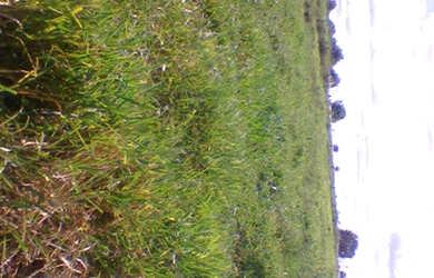 Imagem 9: 2.100 hectares a 8 mil reais o hectare com 70 de abertura em pasto