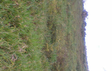 Imagem 7: 2.100 hectares a 8 mil reais o hectare com 70 de abertura em pasto