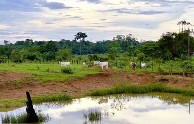 Imagem 6: Fazenda à 27km de Porto Velho - BR 319 - 773 hectares
