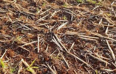 Imagem 14: Fazenda à venda, 968000 m² por R$ 13.500.000,00 - Zona Rural - Rio Verde/GO