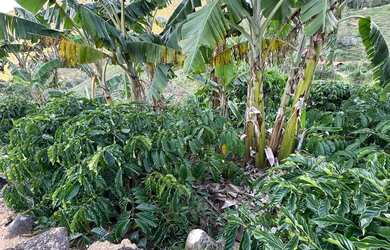 Imagem 8: MIMOSO COM 7 MIL PÉS DE CAFÉ COM CASA ENERGIA E MUITA ÁGUA