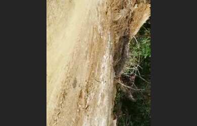 Imagem 3: VENDO FAZENDA 1200 hec BRUTA REGIÃO DE AMAJARI RORAIMA 6100