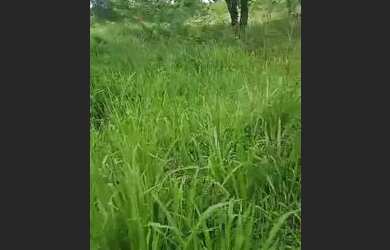 Imagem: A fazenda está localizado em Major Prates, Montes Claros à