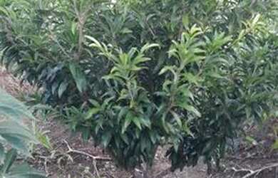 Imagem: O terreno possui 625m² de Área e está localizado em Cruz