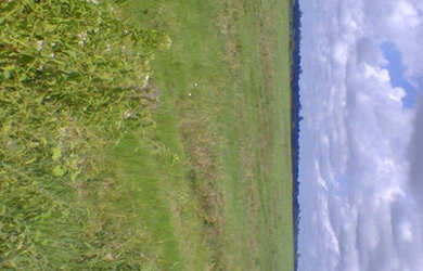 Imagem 8: 2.100 hectares a 8 mil reais o hectare com 70 de abertura em pasto