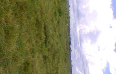 Imagem 2: 2.100 hectares a 8 mil reais o hectare com 70 de abertura em pasto