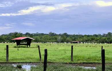 Imagem 13: Fazenda à 27km de Porto Velho - BR 319 - 773 hectares