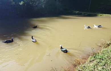 Imagem 9: Sítio / Chácara para Venda em Nova Petrópolis, Fazenda Pirajá, 2 dormitórios,...