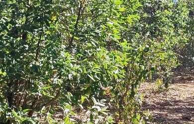 Imagem 6: Terreno. 1.600m² de Área