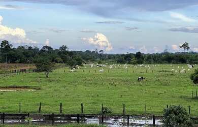 Imagem 10: Fazenda à 27km de Porto Velho - BR 319 - 773 hectares
