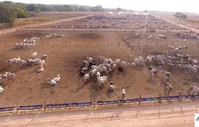 Imagem 9: R$360 Milhões Fazenda de 6.372 ha em Miranorte-TO