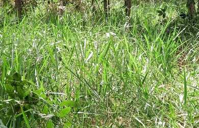 Imagem 5: Terreno 1800 m² topografia aclive leve, na frente poucas árvores, nos...