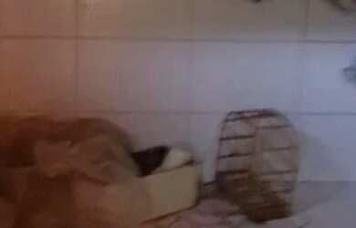 Imagem 6: Casa pra alugar. Varanda, 130m² de Área, 4 Vagas na garageme2 Dormitórios