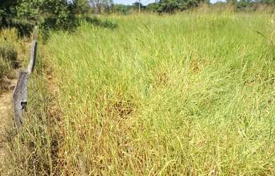 Imagem 3: Fazenda de 114,7 hectares toda plana, toda cercada no arame liso com Rio...