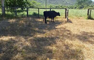 Imagem 9: Fazenda de 114,7 hectares toda plana, toda cercada no arame liso com Rio...