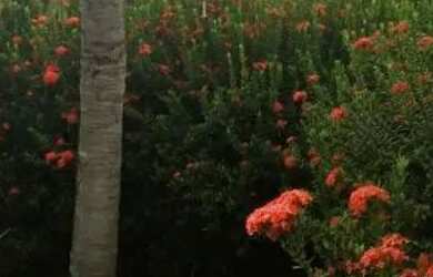 Imagem 8: EXCELENTE CASA CONDOMINIO FECHADO