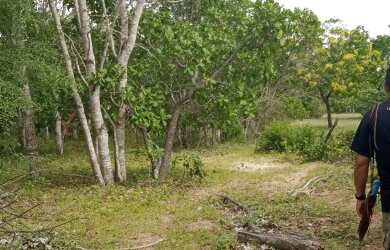 Imagem 8: Vendo Fazenda R$3.180 /ha frente BR135 Monte Alegre Piauí, Pecuária 2.675 HA