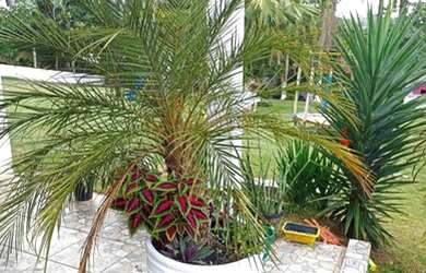 Imagem 2: Chácara a venda - 1200m Suzano