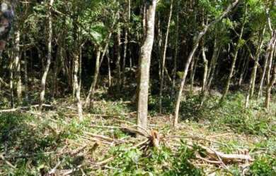 Imagem 2: Terreno à venda, 4430 m² por R$ 1.499.000,00 - Carlos Guinle - Teresópolis/RJ