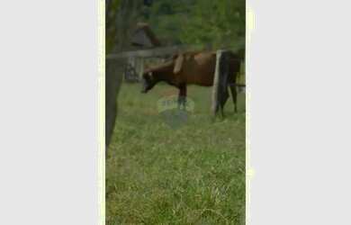Imagem 10: Fazenda a venda com 86 hectares em Unaí, Minas Gerais