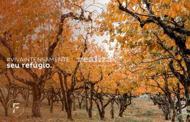 Imagem 13: TERRENO EM GRAMADO. 800m² de Área