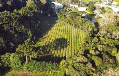 Imagem 8: Linda àrea com plantio de 2.5 hectares