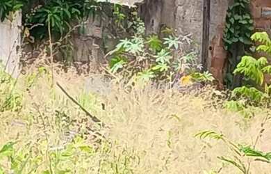 Imagem 12: Terreno de frente 12x40, 480m2, av Alberico Diniz, Jardim Sulacap