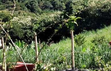 Imagem 4: Vendo ou troco. 2.400m² de Área, 5 Vagas na garageme1 Dormitório