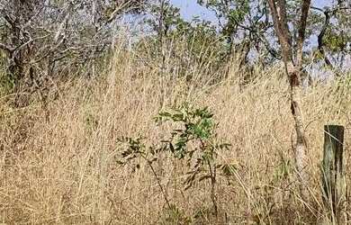 Imagem: A chácara está localizado em Parque Oeste Industrial, Goiânia