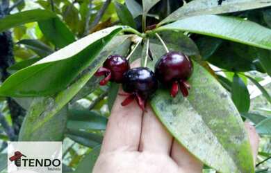 Imagem 10: Sítio com 10 dormitórios à venda, 48400 m² por R$ 2.000.000,00 - Jardim...