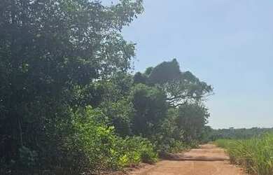 Imagem 4: Fazenda de cana. 