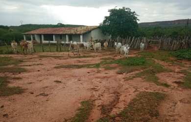 Imagem 4: Vendo Fazenda R$3.180 /ha frente BR135 Monte Alegre Piauí, Pecuária 2.675 HA