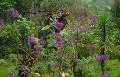 Imagem 2: Chácara. 1.000m² de Área