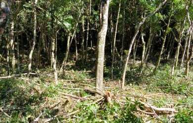 Imagem 4: Terreno à venda, 4430 m² por R$ 1.499.000,00 - Carlos Guinle - Teresópolis/RJ