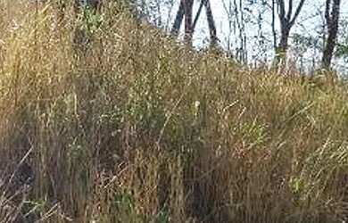 Imagem: A fazenda possui 30.000m² de Área e está localizado em Nova