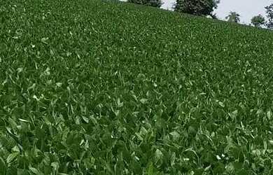 Imagem: A fazenda possui 570m² de Área e está localizado em São