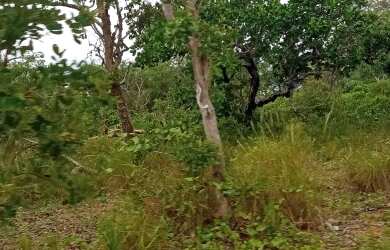 Imagem 9: Vendo Fazenda R$3.180 /ha frente BR135 Monte Alegre Piauí, Pecuária 2.675 HA