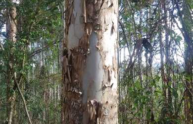 Imagem: A chácara possui 25.000m² de Área e está localizado em
