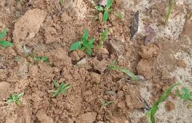 Imagem 6: Vendo Fazenda R$3.180 /ha frente BR135 Monte Alegre Piauí, Pecuária 2.675 HA