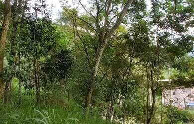 Imagem 14: Terreno 1800 m² topografia aclive leve, na frente poucas árvores, nos...