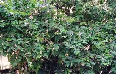 Imagem 6: Apartamento com 3 dormitórios para alugar, 120 m² por R$ 4.880,00/mês...