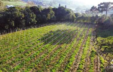 Imagem 4: Linda àrea com plantio de 2.5 hectares