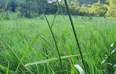 Imagem 13: Fazenda em Cáceres à venda, 17640000 m² por R$ 8.000.000 - Zona Rural...
