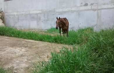 Imagem 10: Terreno à venda, 244 m² por R$ 650.000,00 - Campestre - Santo André/SP