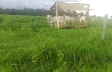 Imagem 11: Fazenda na região Santiago do Norte à venda, m² por R$ 29.999.000 -...