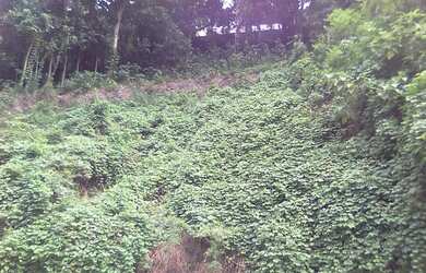 Imagem 6: Terreno no bairro São Conrado Vista Montanha Mar Verde